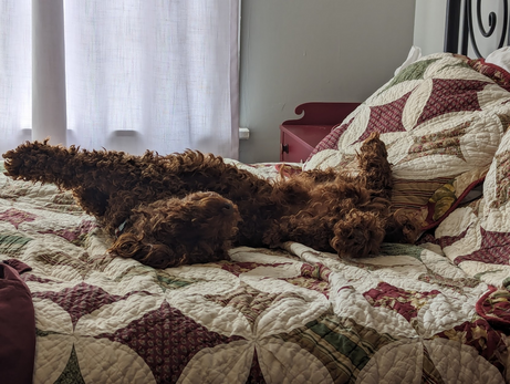 Photo of a small, ginger-colored poodle who looks more like a muppet than a poodle, lying on his back on a quilt, with forelegs stretched out and head cocked sideways, sound asleep